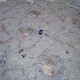 Sabouchene-01
