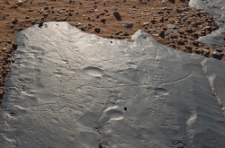 antilope_72.jpg