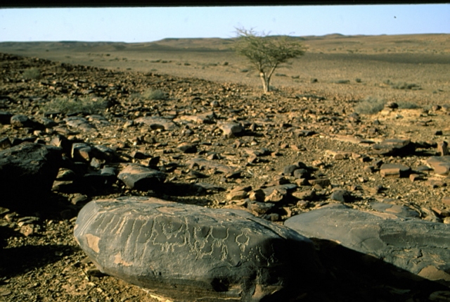 smara_11.jpg