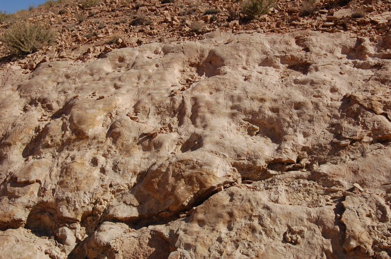 dsc_0216.jpg
