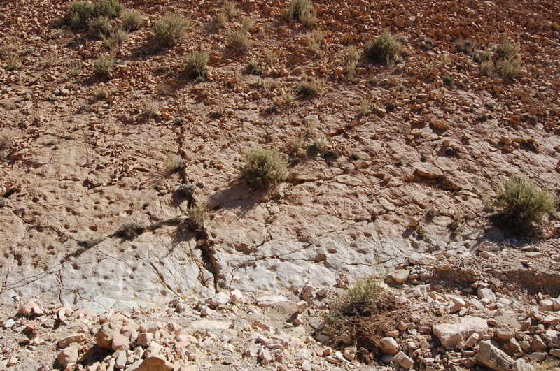dsc_0221.jpg